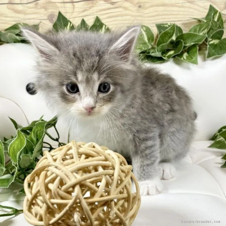 ID：2209-01204の子猫