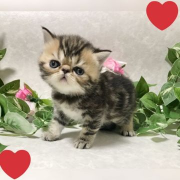 エキゾチックショートヘア【愛知県・男の子・2021年5月5日・ブラウンタビー】の写真「❤️まん丸お顔の鼻ペチャなエキゾちゃん❤️」