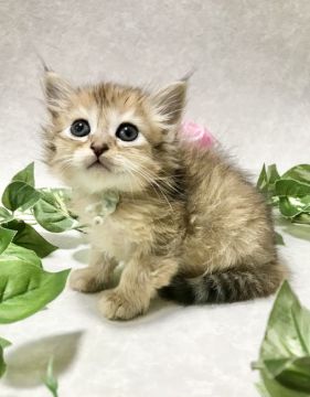 サイベリアン【愛知県・男の子・2021年3月14日・ブラウンタビー】の写真「ふわもこ&アーモンドアイ❗️本日迄の掲載です‼️」