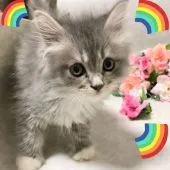 サイベリアン【愛知県・男の子・2021年4月2日・ブルータビー&ホワイト【トリプルコート】】の写真1「❤️人気のブルータビー&ホワイトです❤️」