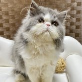 エキゾチックロングヘア