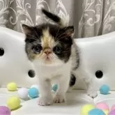 エキゾチックショートヘア【愛知県・女の子・2024年9月6日・キャリコ】の写真2