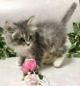 サイベリアン【愛知県・男の子・2021年4月2日・ブルータビー&ホワイト【トリプルコート】】の写真2