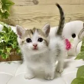 マンチカン(短足)【愛知県・女の子・2023年5月22日・ブラウンタビー/ホワイト】の写真3