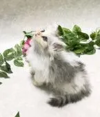 サイベリアン【愛知県・男の子・2020年8月8日・シルバー&ホワイト(ロング)】の写真3