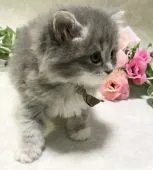 サイベリアン【愛知県・女の子・2020年7月11日・ブルータビー&ホワイト(ロング)】の写真4