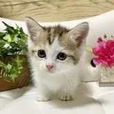 マンチカン(短足)【愛知県・女の子・2023年5月22日・ブラウンタビー/ホワイト】の写真5