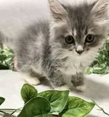 サイベリアン【愛知県・男の子・2021年4月2日・ブルータビー&ホワイト【トリプルコート】】の写真5