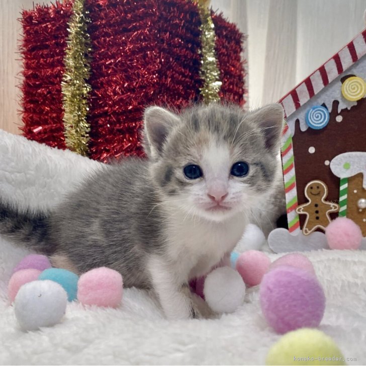 ブリーダー画像