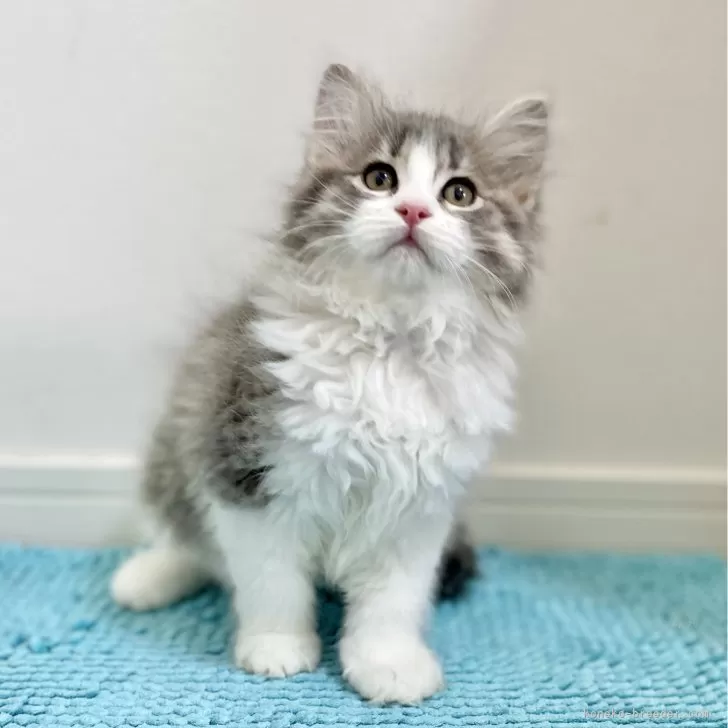 ID:2502-00048の子猫