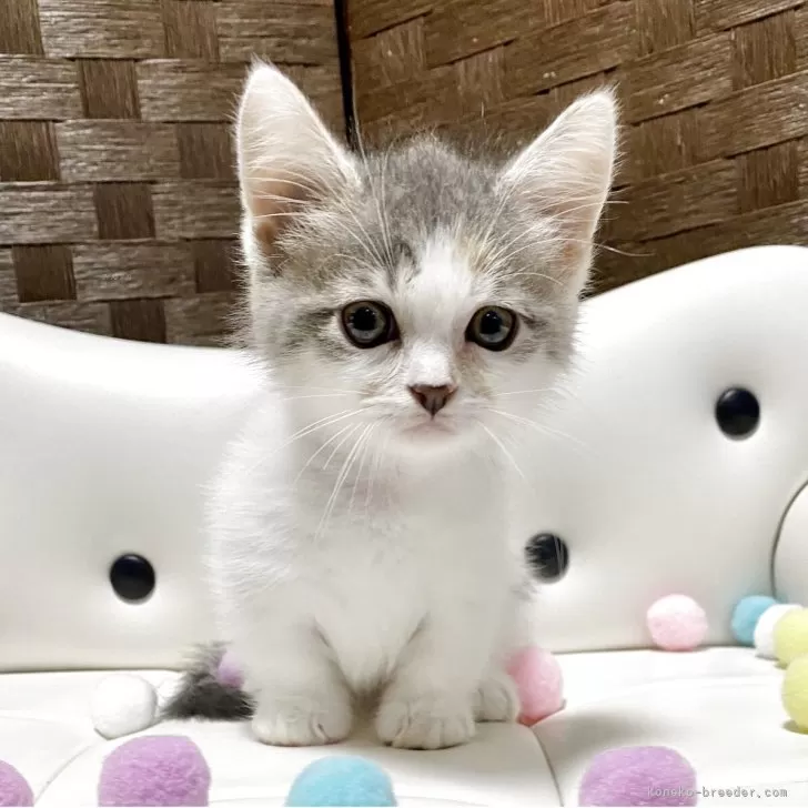 ID：2508-00290の子猫