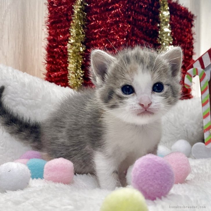 ブリーダー画像