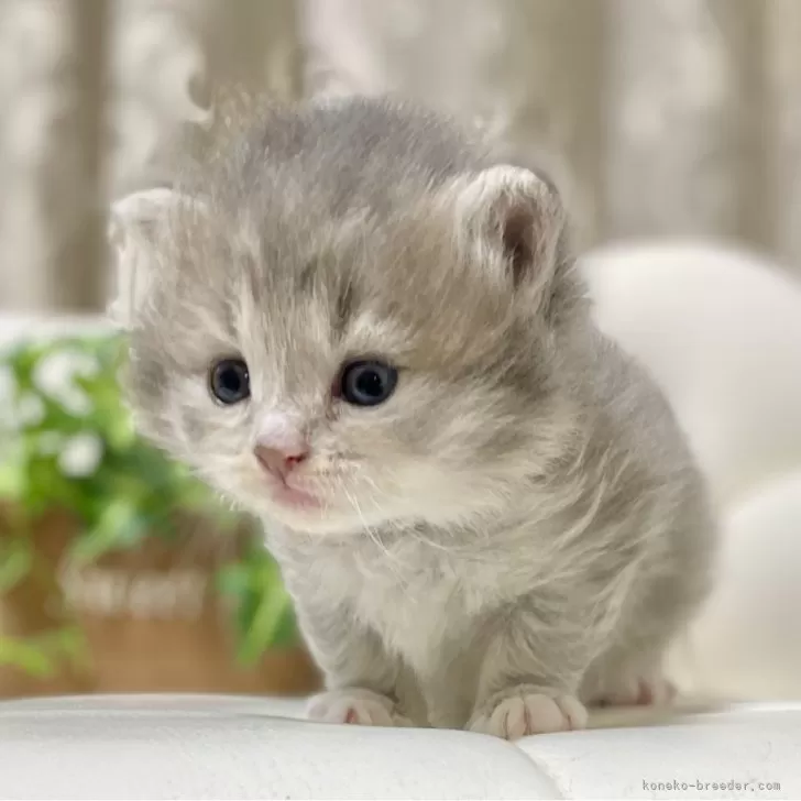 ID:2501-01063の子猫