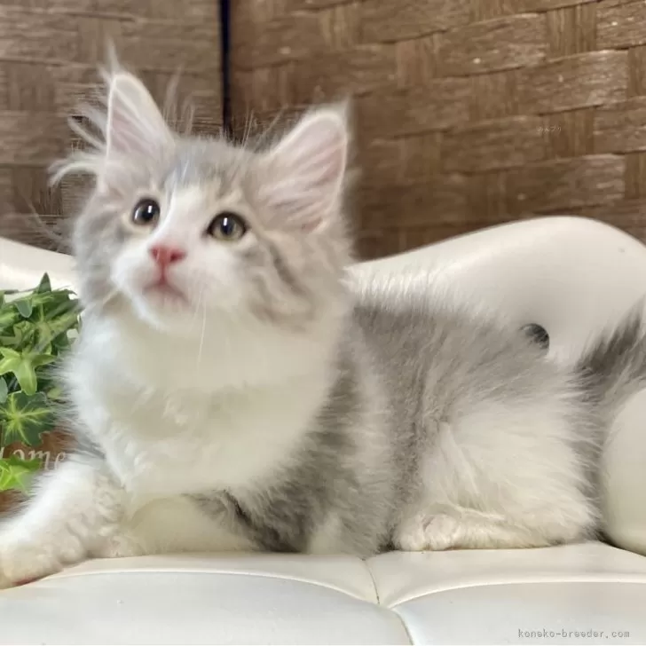 ID：2502-00179の子猫