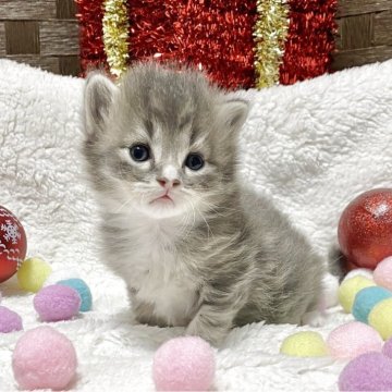 サイベリアン【愛知県・男の子・2025年10月11日・ブルータビー/ホワイト】の写真「やはり間違いない可愛さです❤️Xmasの主役です♫」