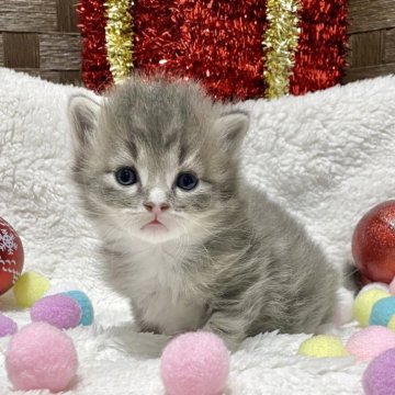 サイベリアン【愛知県・男の子・2025年10月11日・ブルータビー/ホワイト】の写真「やはり間違いない可愛さです❤️Xmasの主役です♫」