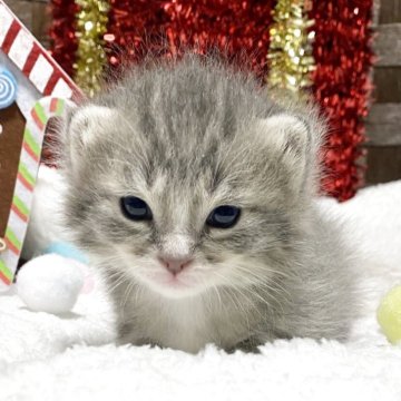 ミヌエット(長足)【愛知県・男の子・2025年11月12日・ブルータビー/ホワイト】の写真「💕人気カラーでふわふわヘアー💕」