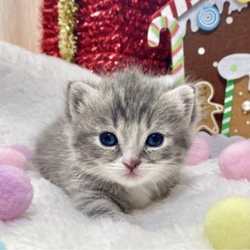 ミヌエット(短足)【愛知県・男の子・2025年11月12日・ブルータビー/ホワイト】の写真「⭐️白靴下履きの短足&とろける可愛さです⭐️」