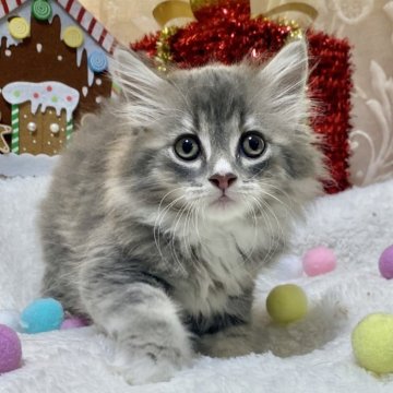 サイベリアン【愛知県・男の子・2025年10月11日・ブルータビー/ホワイト】の写真「アーモンド目の超絶な可愛さ❤️すぐお迎えできます！」