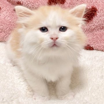 サイベリアン【愛知県・男の子・2025年12月10日・クリームタビー/ホワイト】の写真「毛色＆垂れ目（困り顔）がチャームポイント♫」