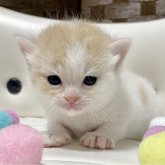 マンチカン(長足)