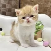 エキゾチックショートヘア