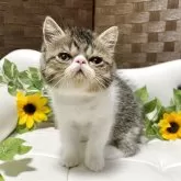 エキゾチックショートヘア