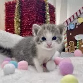 ミヌエット(長足)