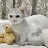 ミヌエット(長足)【愛知県・女の子・2024年10月16日・シェーデットシルバー/ホワイト】の写真1