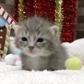 ミヌエット(長足)