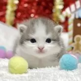 ミヌエット(長足)【愛知県・男の子・2025年11月12日・ブルータビー/ホワイト】の写真1