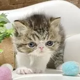 エキゾチックショートヘア