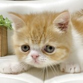 エキゾチックショートヘア