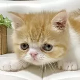エキゾチックショートヘア
