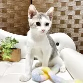 ミヌエット(長足)