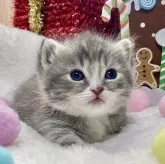 ミヌエット(短足)