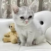 ミヌエット(長足)【愛知県・女の子・2024年10月16日・シェーデットシルバー/ホワイト】の写真2