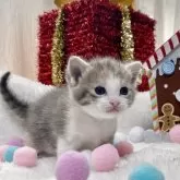 ミヌエット(長足)【愛知県・女の子・2025年11月12日・ブルーパッチドタビー/ホワイト】の写真2