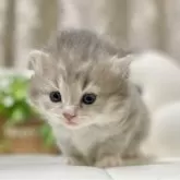 サイベリアン【愛知県・女の子・2024年12月20日・ブルータビー/ホワイト】の写真2