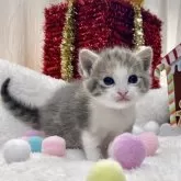 ミヌエット(長足)【愛知県・女の子・2025年11月12日・ブルーパッチドタビー/ホワイト】の写真4