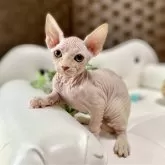 バンビーノ【愛知県・女の子・2025年1月21日・レッドタビー】の写真2