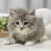 サイベリアン【愛知県・男の子・2025年1月4日・ブルータビー/ホワイト】の写真6