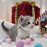 ミヌエット(長足)【愛知県・女の子・2025年11月12日・ブルーパッチドタビー/ホワイト】の写真6