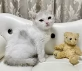 ミヌエット(長足)【愛知県・女の子・2024年10月16日・シェーデットシルバー/ホワイト】の写真4