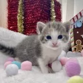 ミヌエット(長足)【愛知県・女の子・2025年11月12日・ブルーパッチドタビー/ホワイト】の写真5