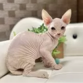 バンビーノ【愛知県・女の子・2025年1月21日・レッドタビー】の写真6