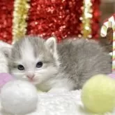 ミヌエット(長足)【愛知県・男の子・2025年11月12日・ブルータビー/ホワイト】の写真7