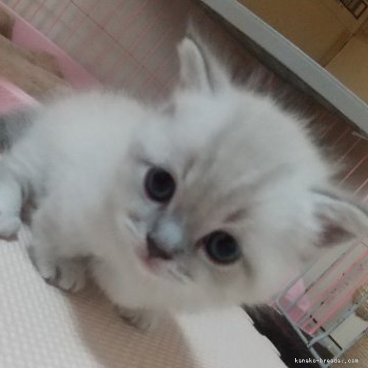 ねこりんご様40点 Amazon | ここねこ本舗 猫 首輪 安全 セーフティー 鈴付き 和柄