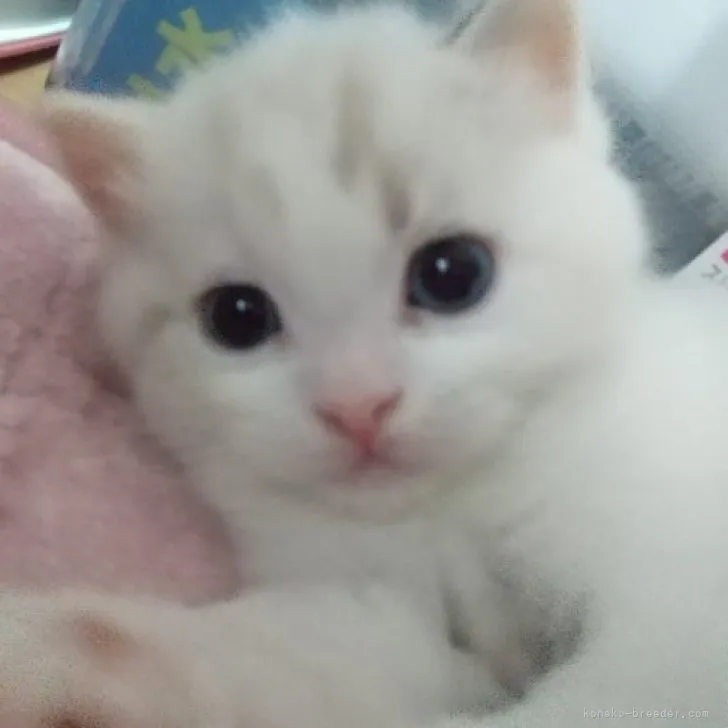 ID：2305-03006の子猫