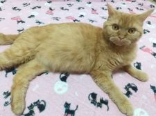 ラムキン【・女の子・2021年12月24日・レッドタビー】